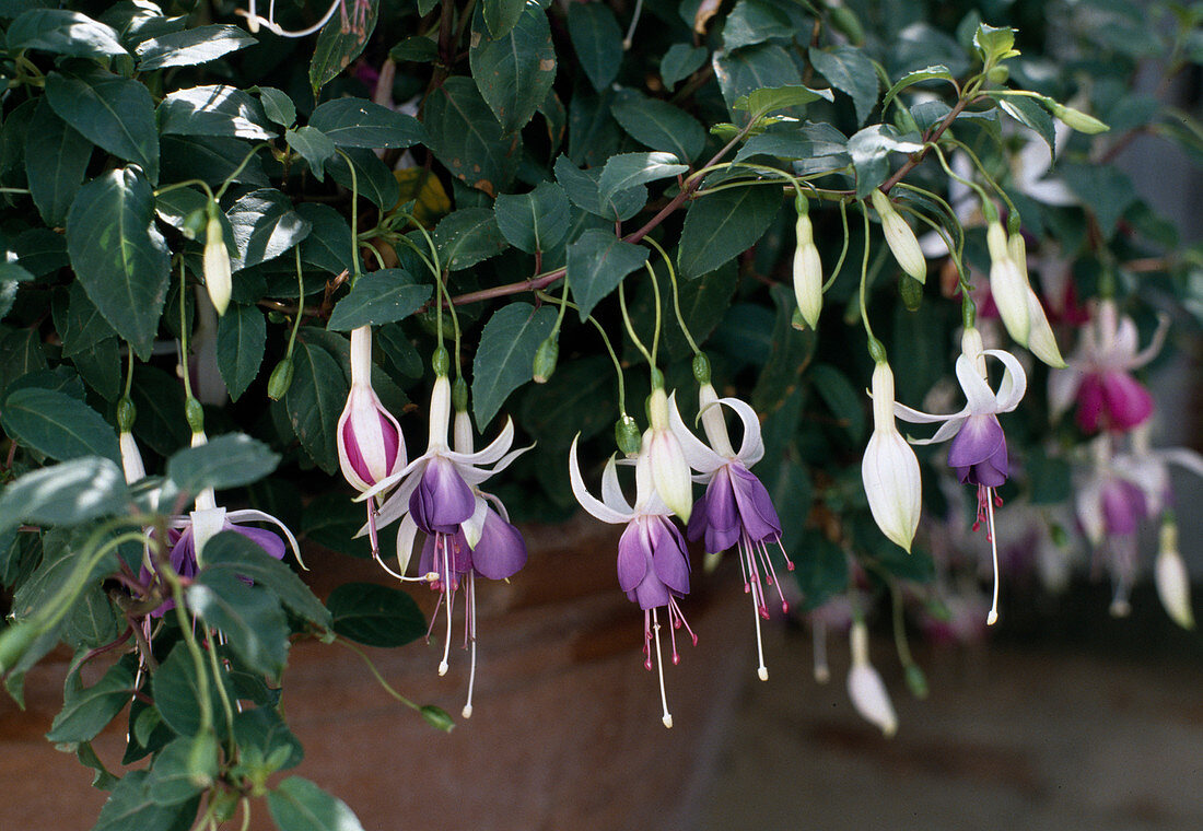 Fuchsia 'Carmel Blue'