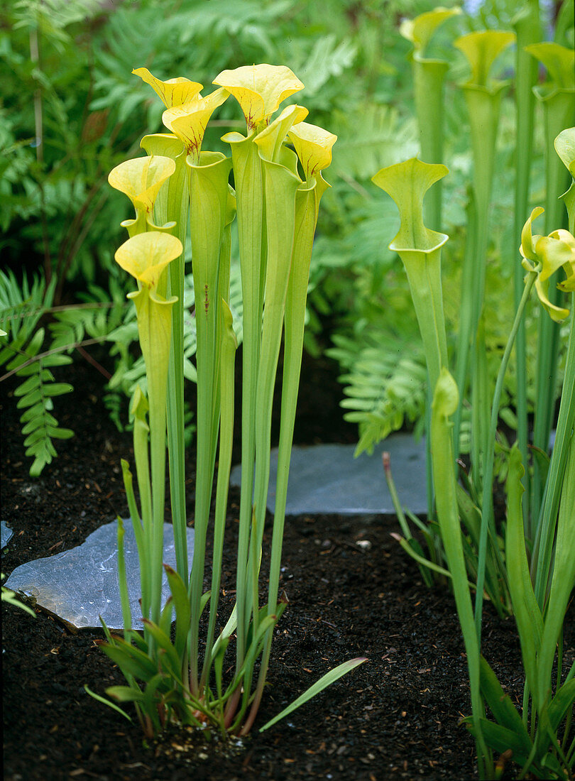 Sarracenia flava (Tube plant)