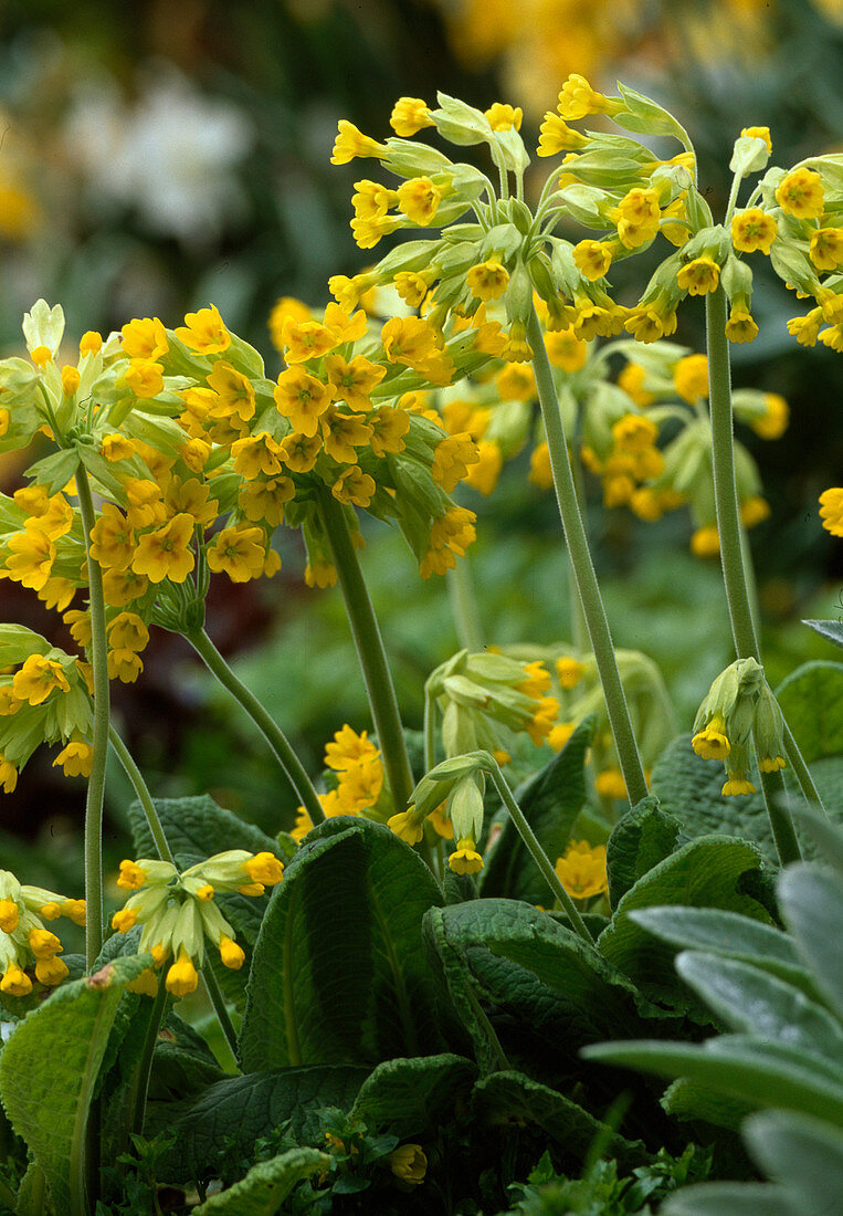 Primula veris (primrose, cowslip)