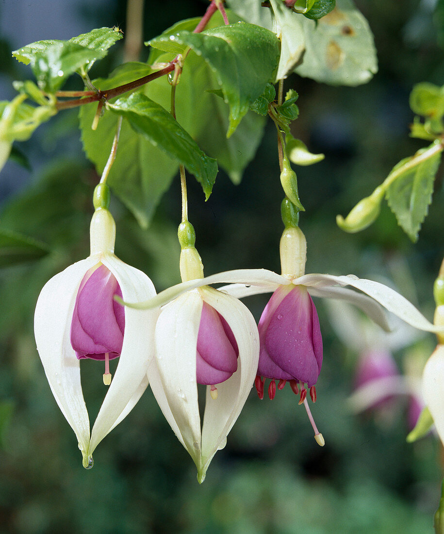 Fuchsia-Hybride