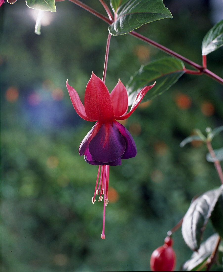 Fuchsia 'San Luis Obispo'