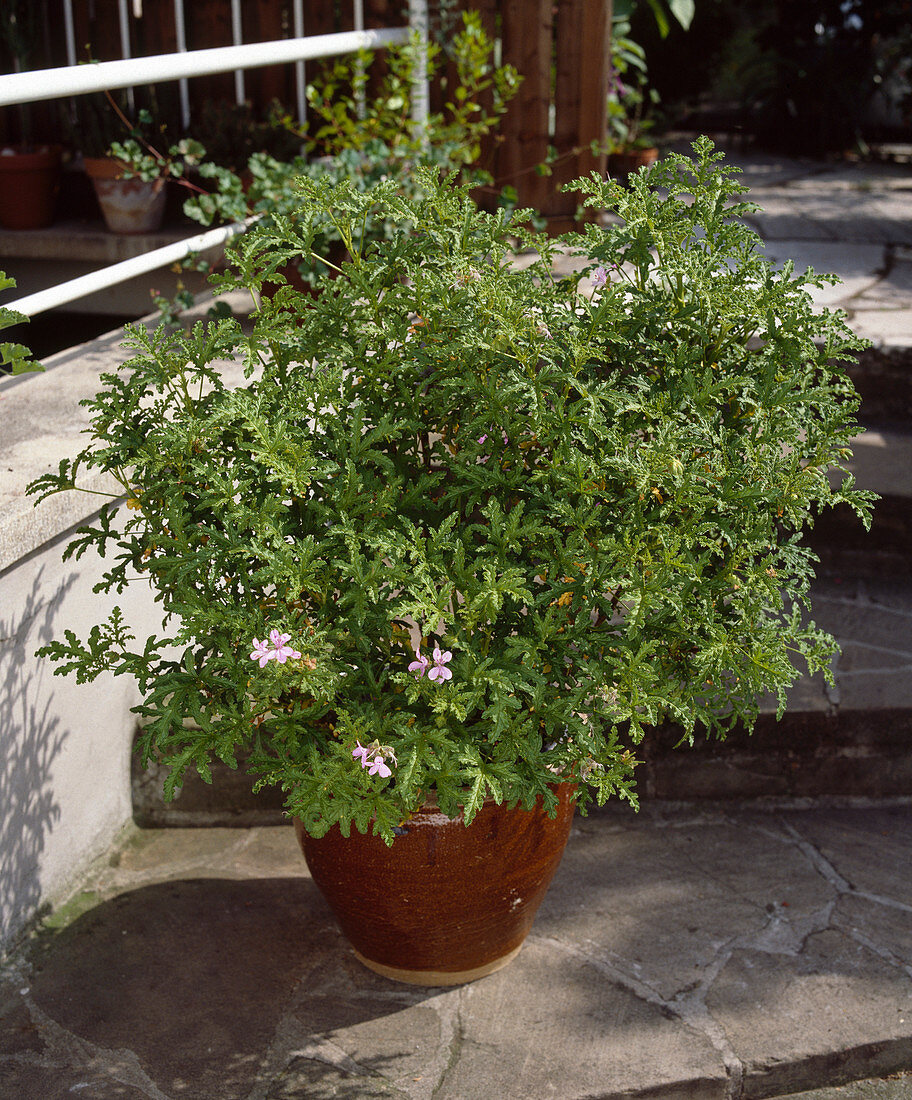 Pelargonium pseudo Glutinosum