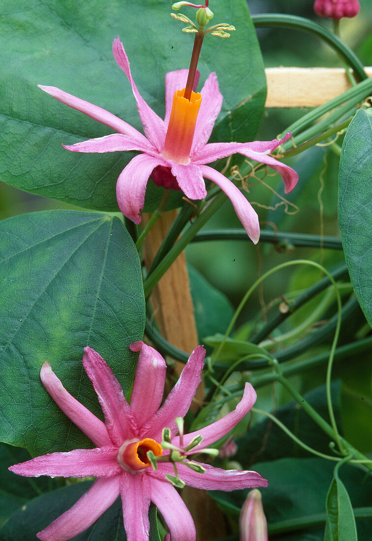 Passiflora tulae