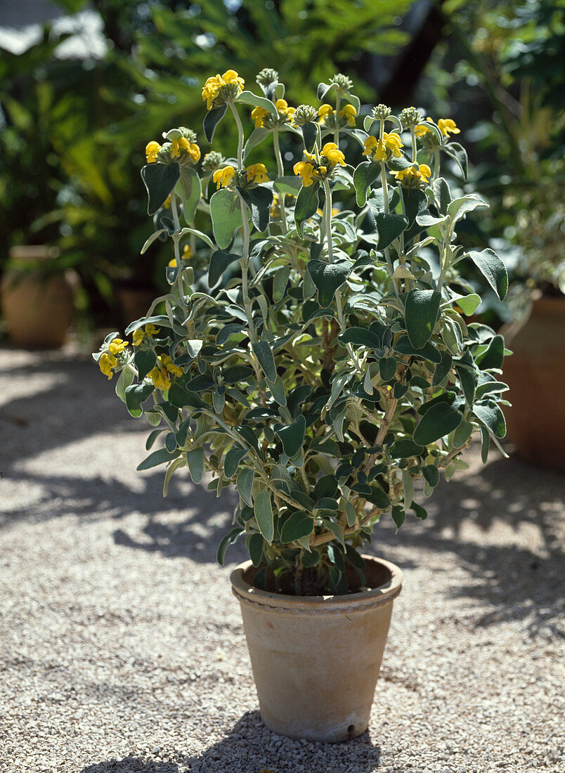 Phlomis fruticosa