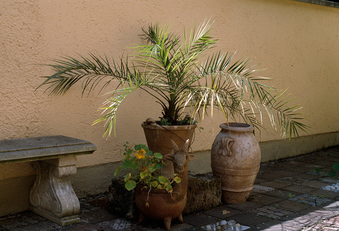 Phoenix canariensis