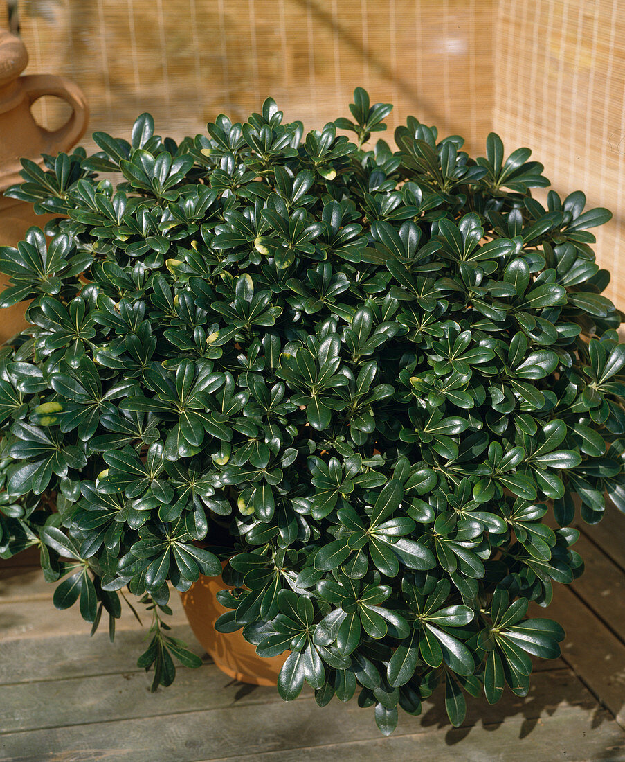 Pittosporum tobira 'Nana'