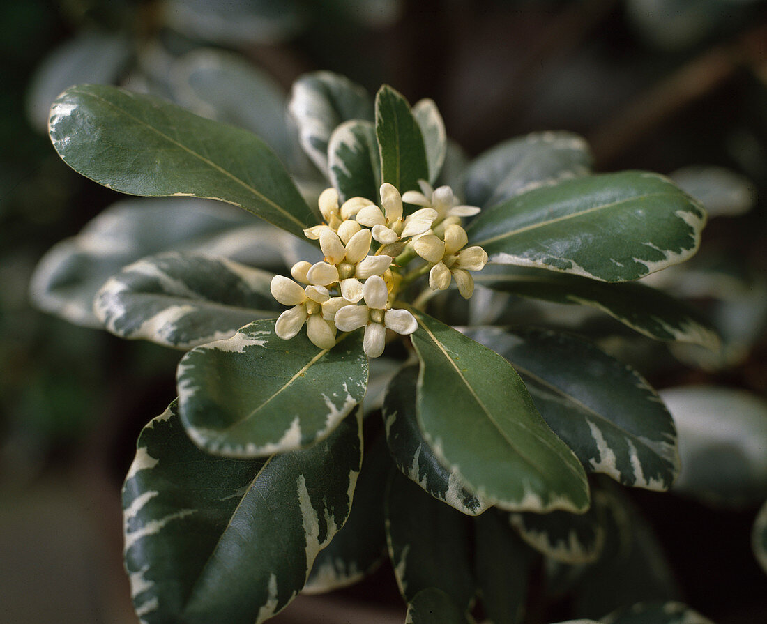 Pittosporum tobira 'Variegatum'