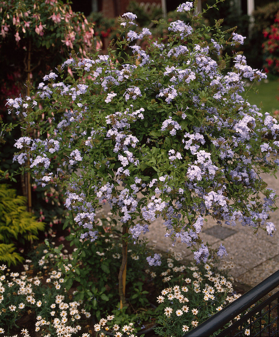 Plumbago auriculata