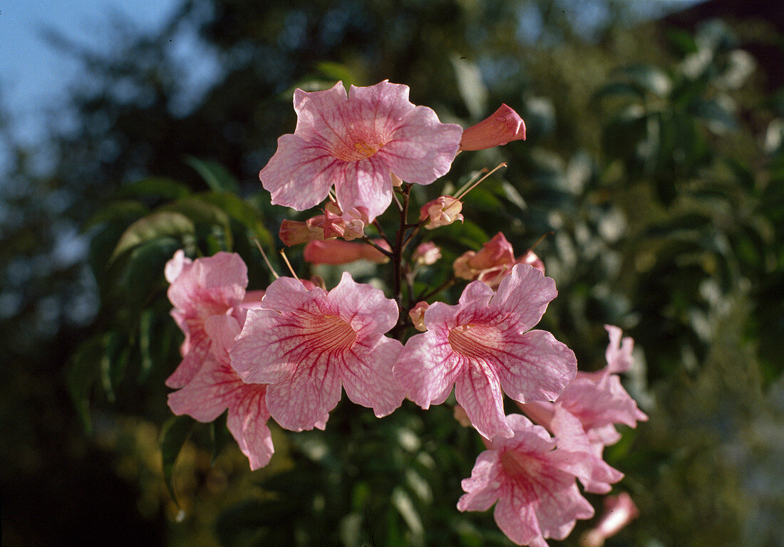 Podranea ricasoliana