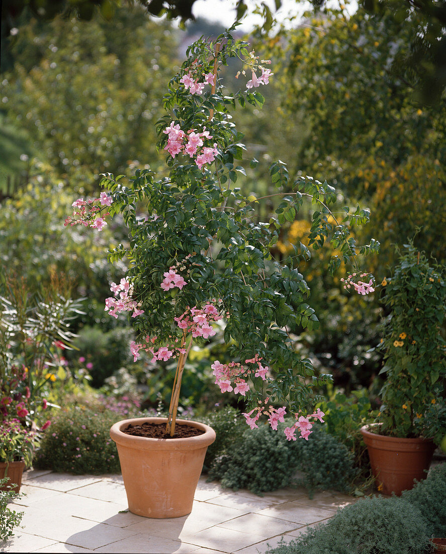 Podranea jasminoides