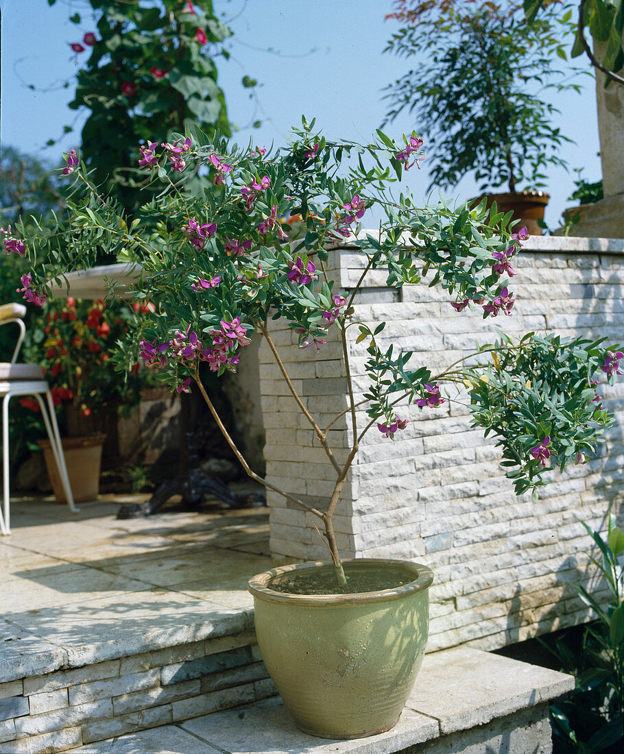 Polygala myrtifolia