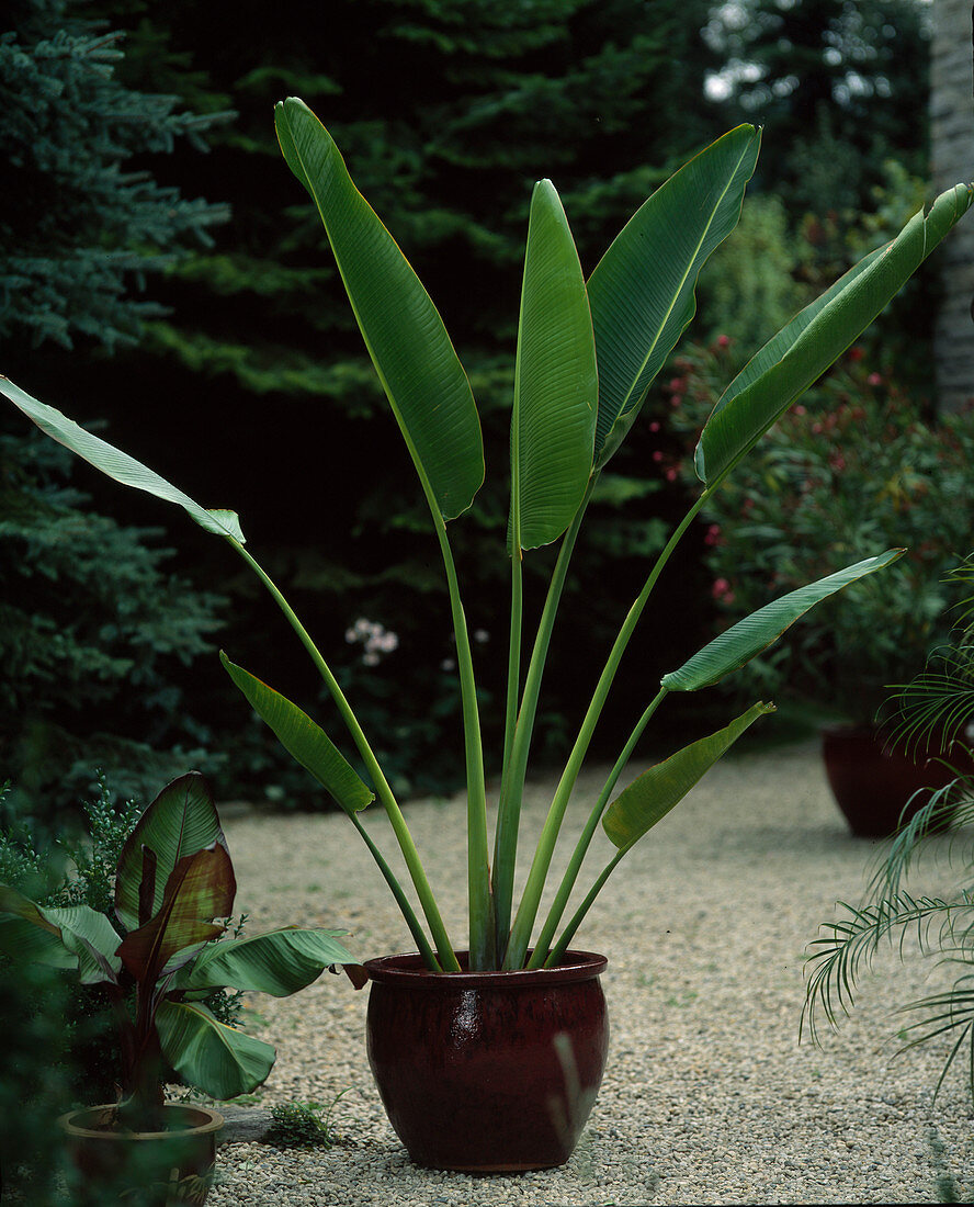 Ravenala madagascariensis