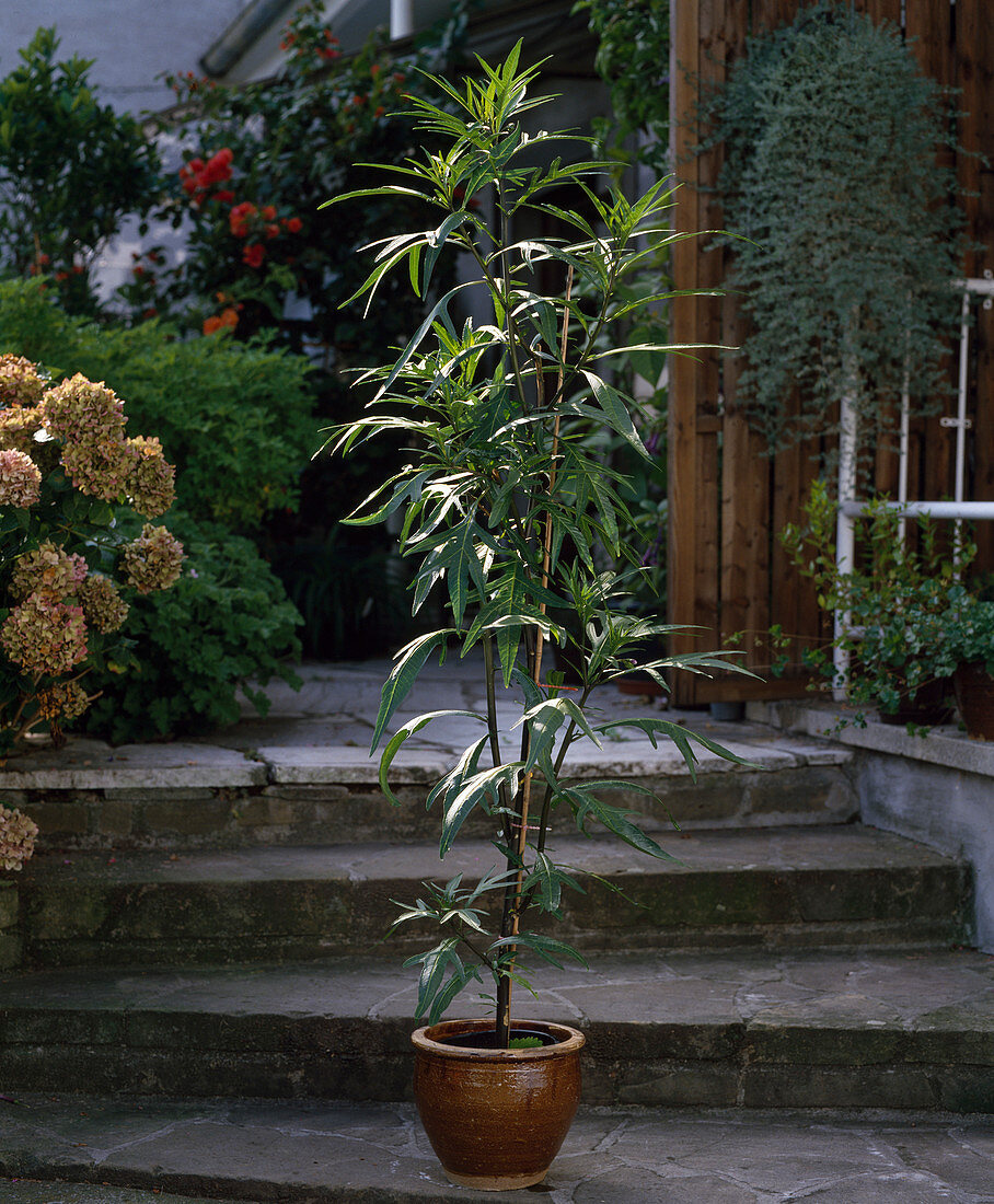 Solanum laciniatum