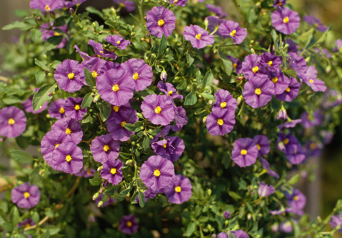 Solanum rantonnetii