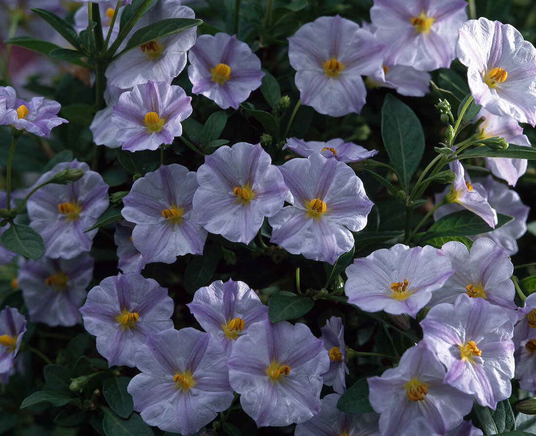 Solanum rantonnetii