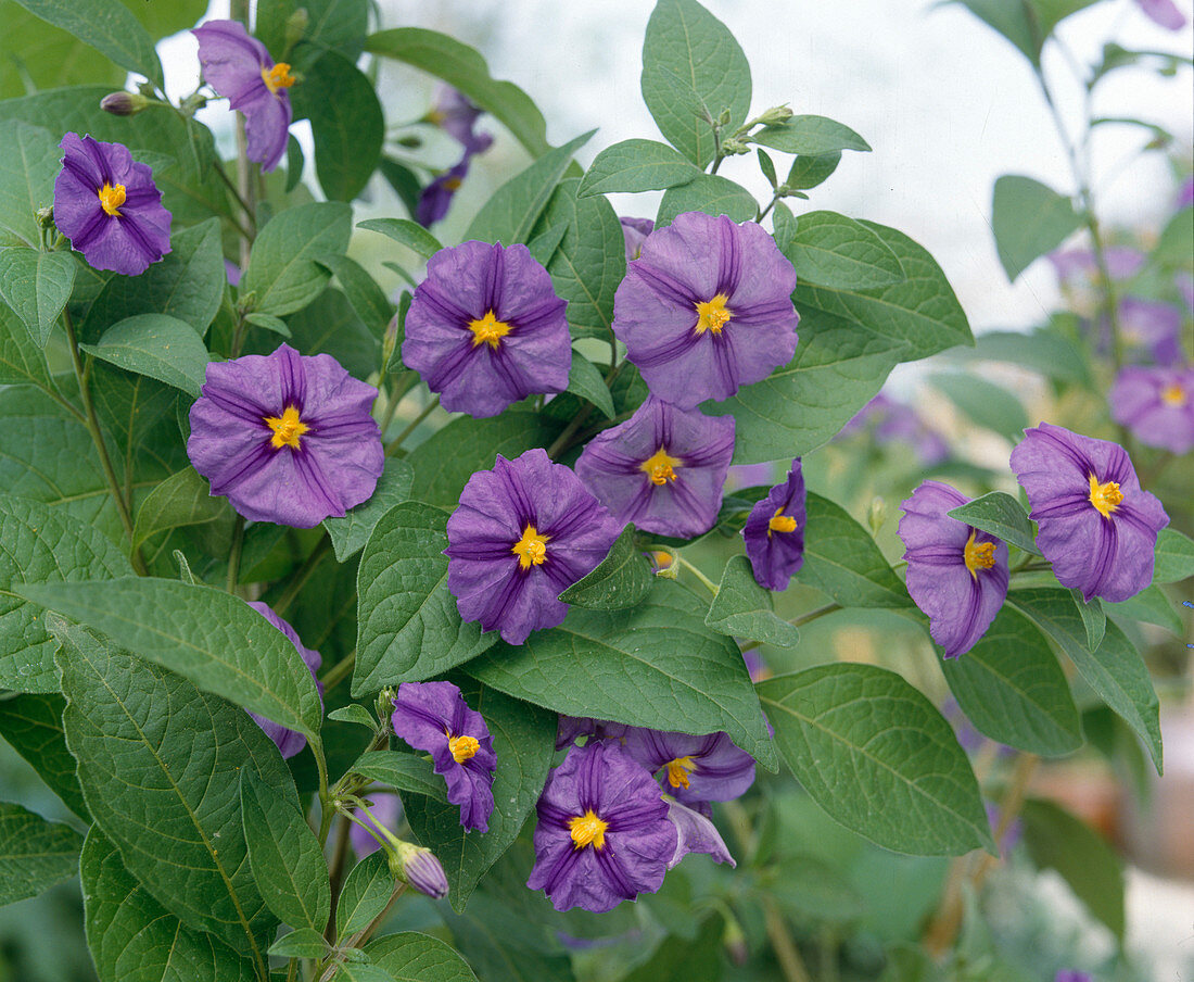 Solanum rantonnetii