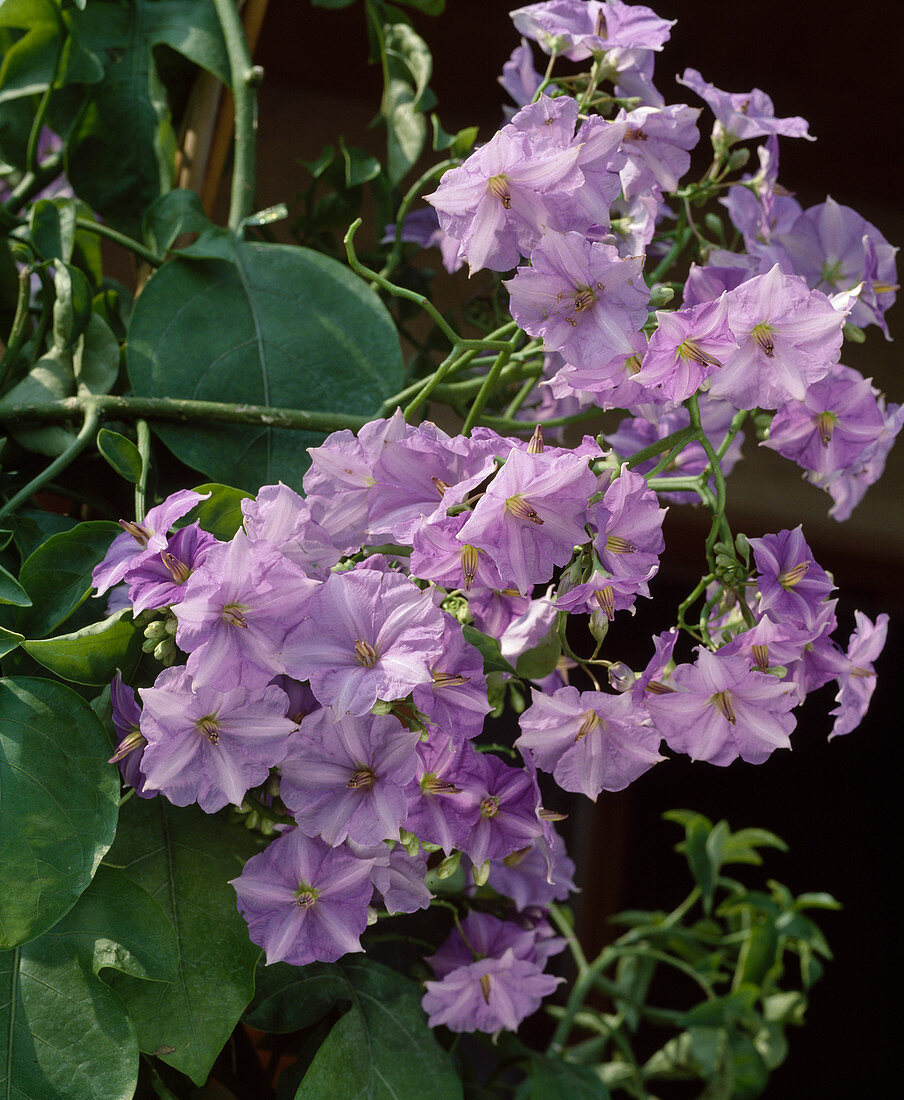 Solanum wendlandii