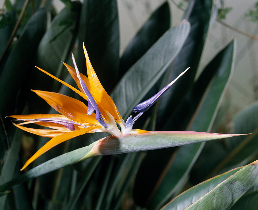 Strelitzia reginae