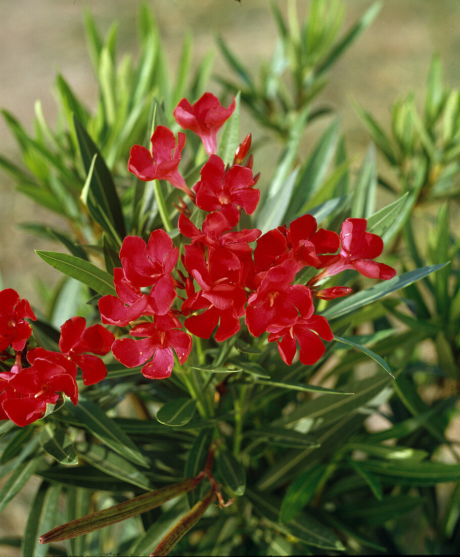 Nerium oleander 'Prof. Grandl'