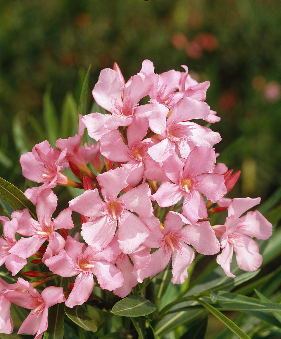 Nerium oleander 'Madame Leon Blum'