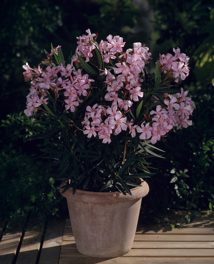 Nerium Oleander ‘rosa Bartolini Bild Kaufen 12216843