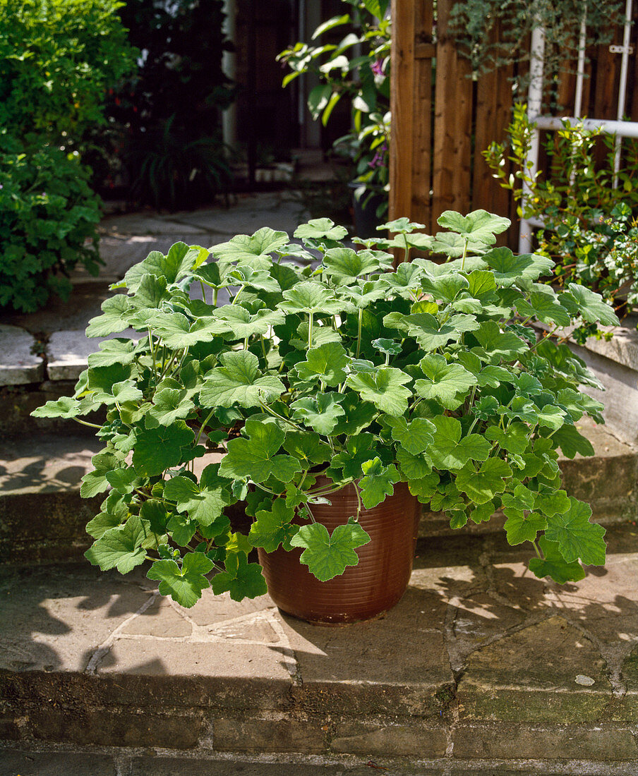 Pelargonium tomentosum