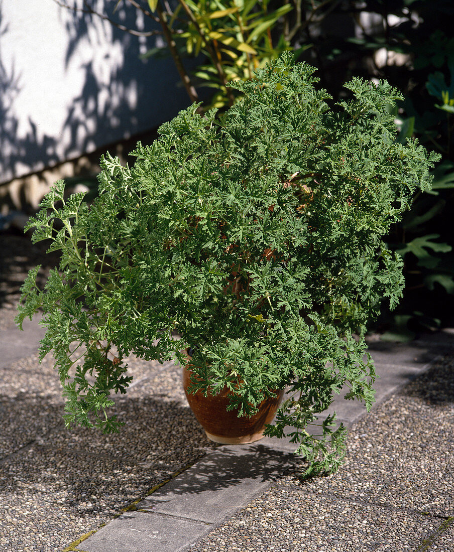 Pelargonium graveolens