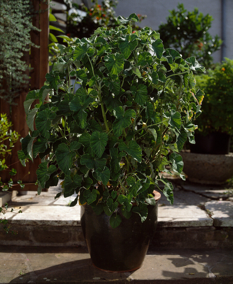 Pelargonium cordifolium