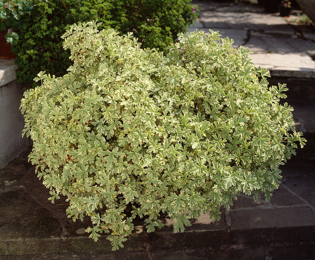 Pelargonium 'Lady Plymouth'