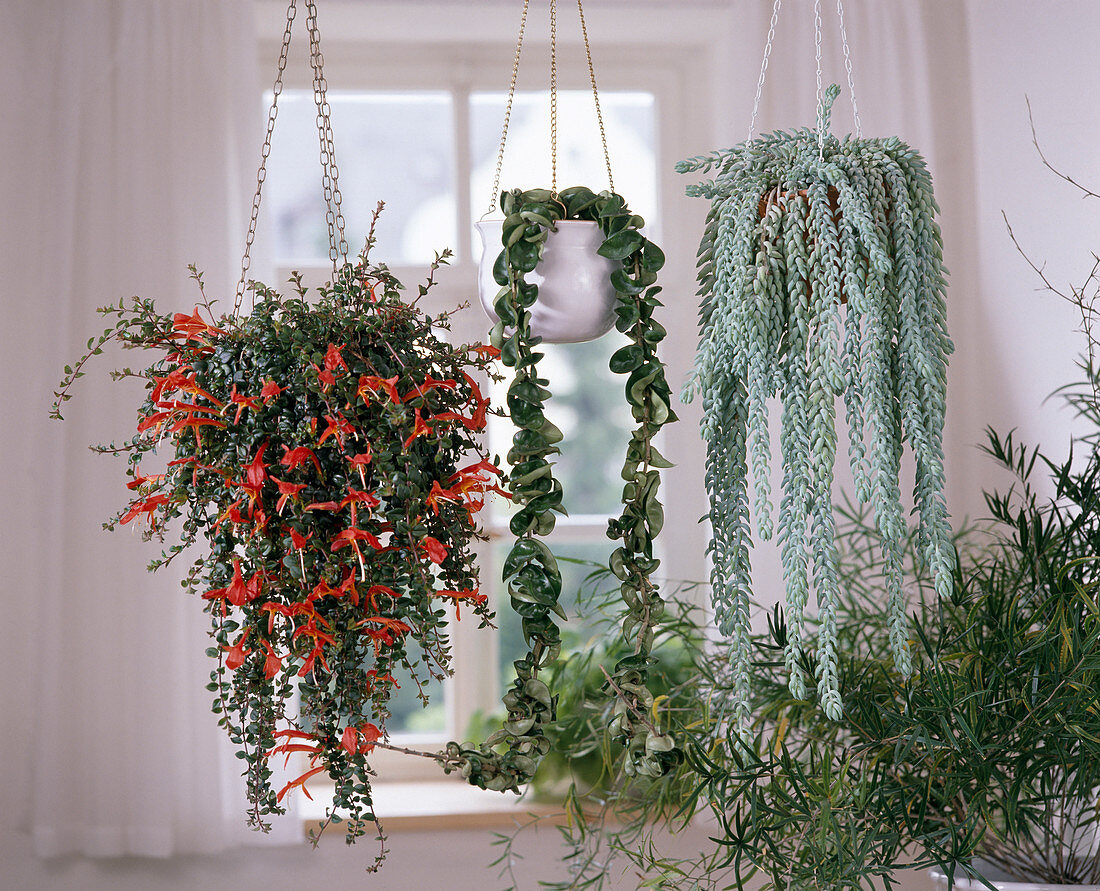 Kolumnea, Hoya, Sedum morganianum