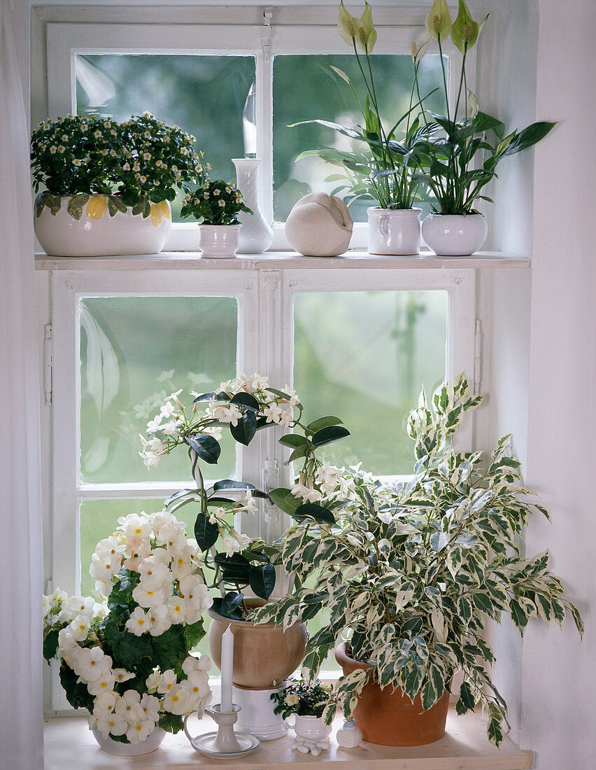 White window: Exacum Affine, Spathiphyllum