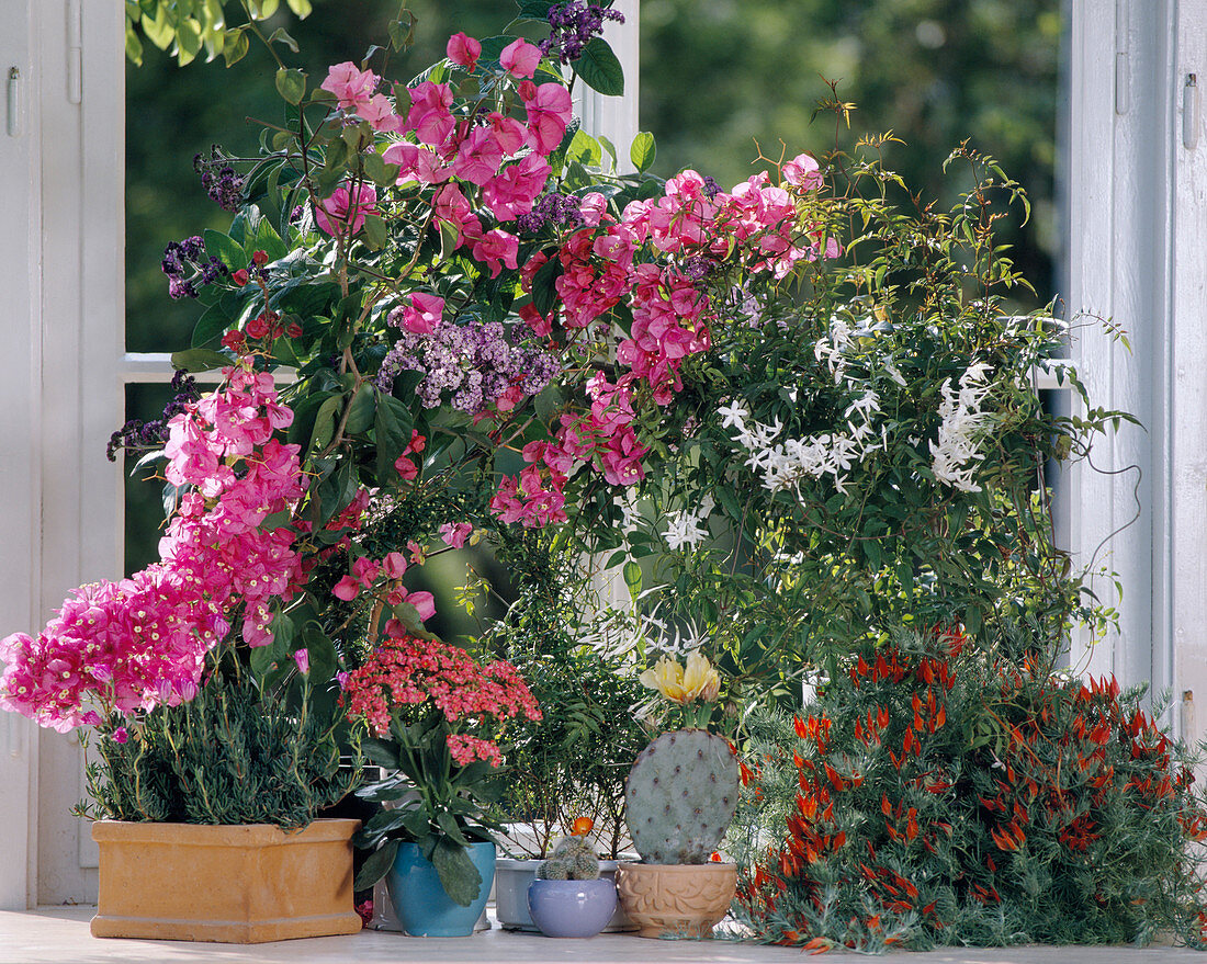 Bougainvillea - Hyb., Heliotropium, Kalanchoe, Kaktus - Hyb., Opuntia, Jasminum polyanthum, Lotus Berthelottii