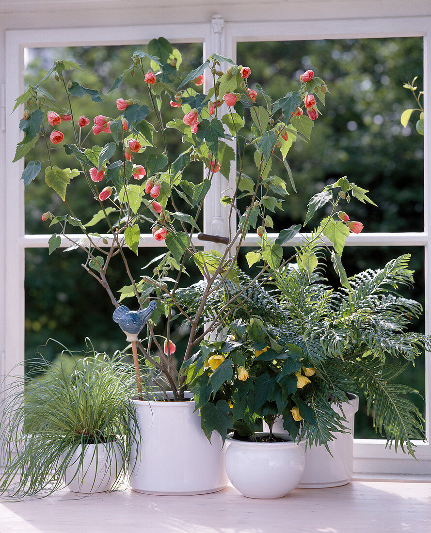 West window: Carex Gracilis (sedge), Abutilon