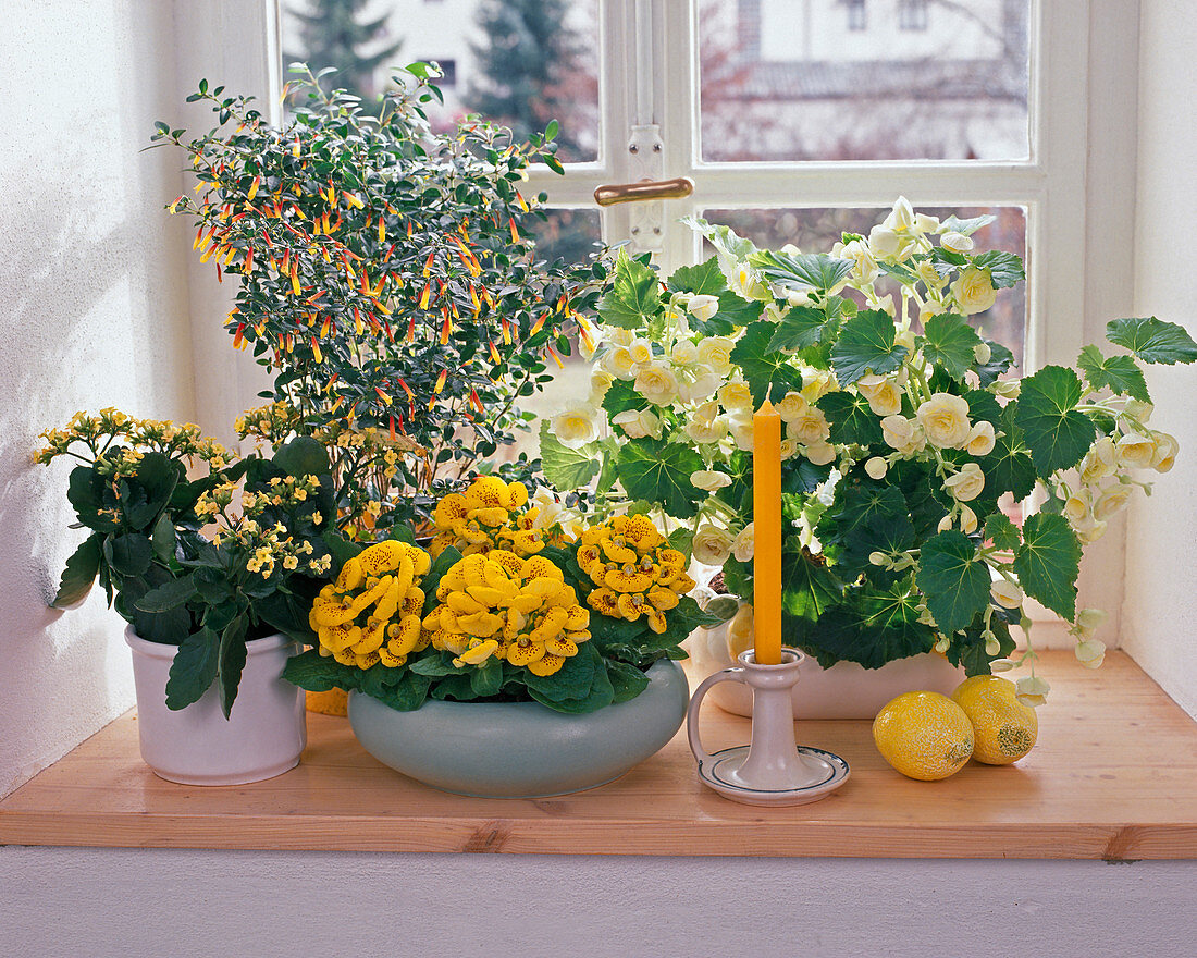 Gelbes Fenster mit Begonia elatior (Zimmerbegonie)