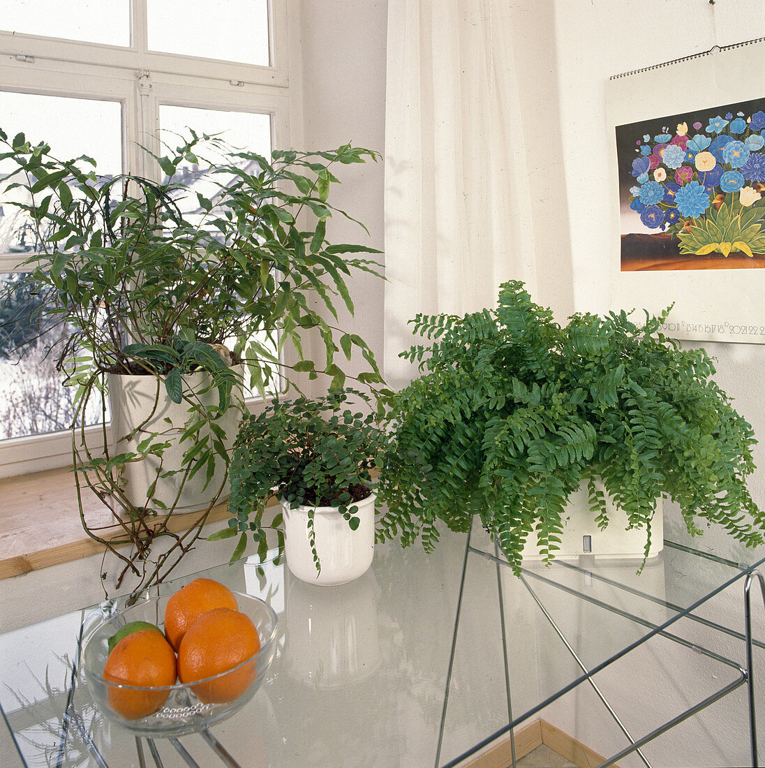 Ferns on a glass table - Polypodium, Pellaea rotundifolia