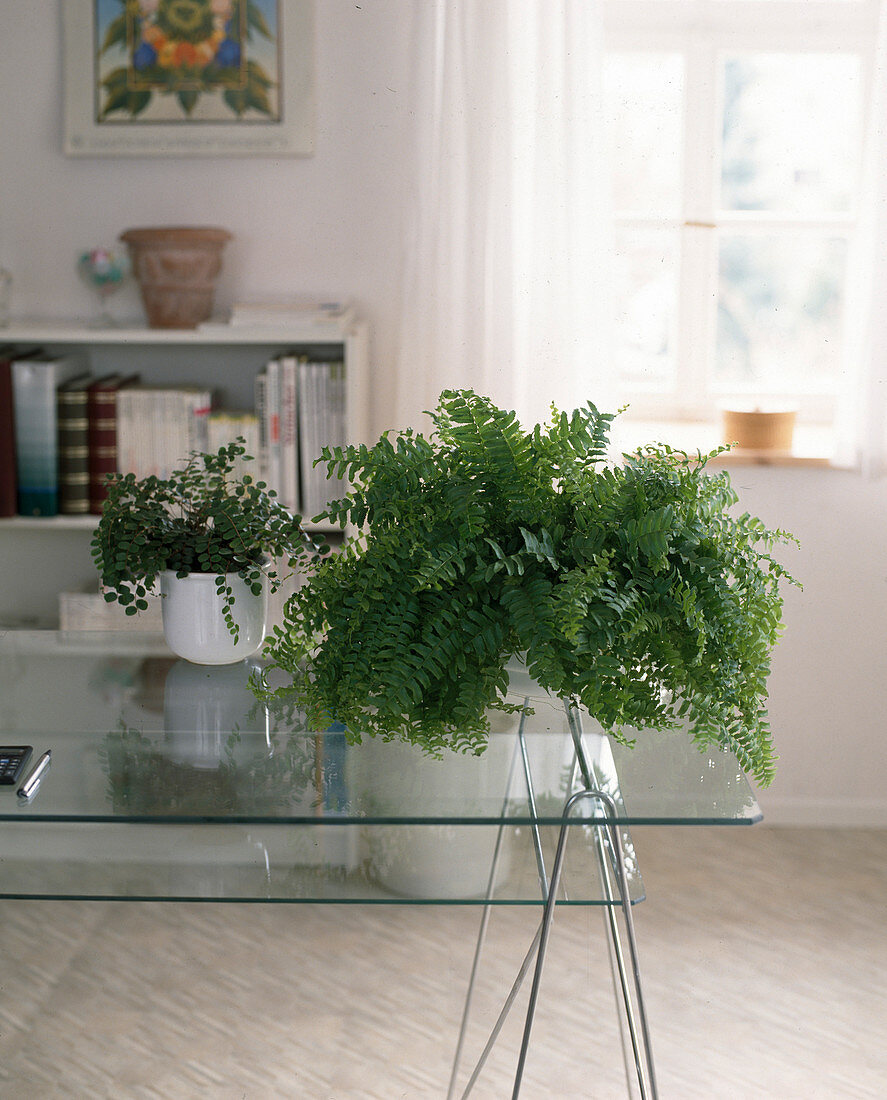 Nephrolepis cordifolia 'Dallas Jewel' im Büro