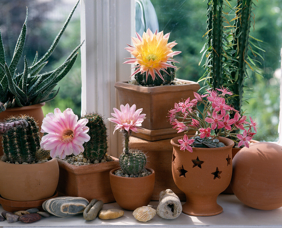 Echinopsis-Hybriden