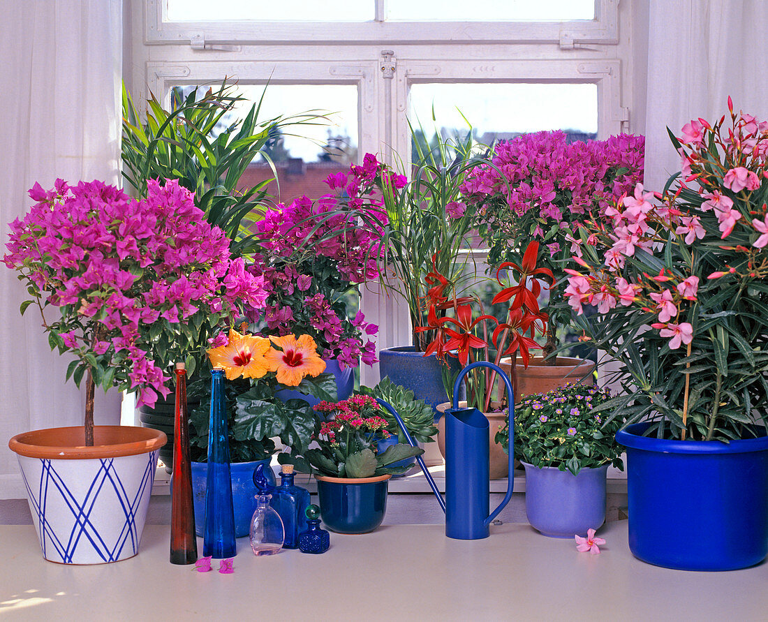 Bougainvillea, Chamaedorea, Hibiscus, Kalanchoe, Ravenea