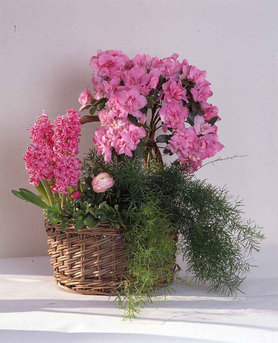 Korb mit Asparagus, Azalea, Hyacinthus Corrected