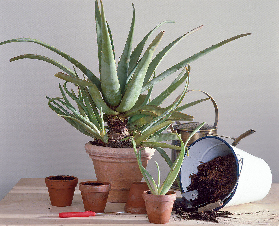 Kindl of aloe vera take off, bucket with soil, pots