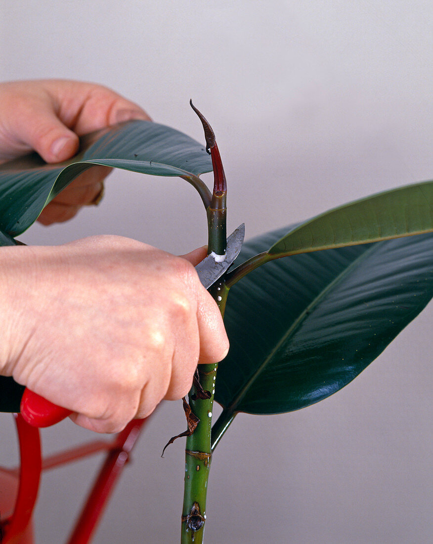 Head cuttling of rubber tree