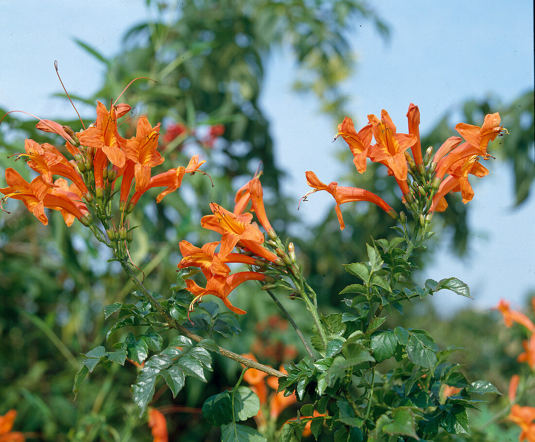 Tecomaria capensis