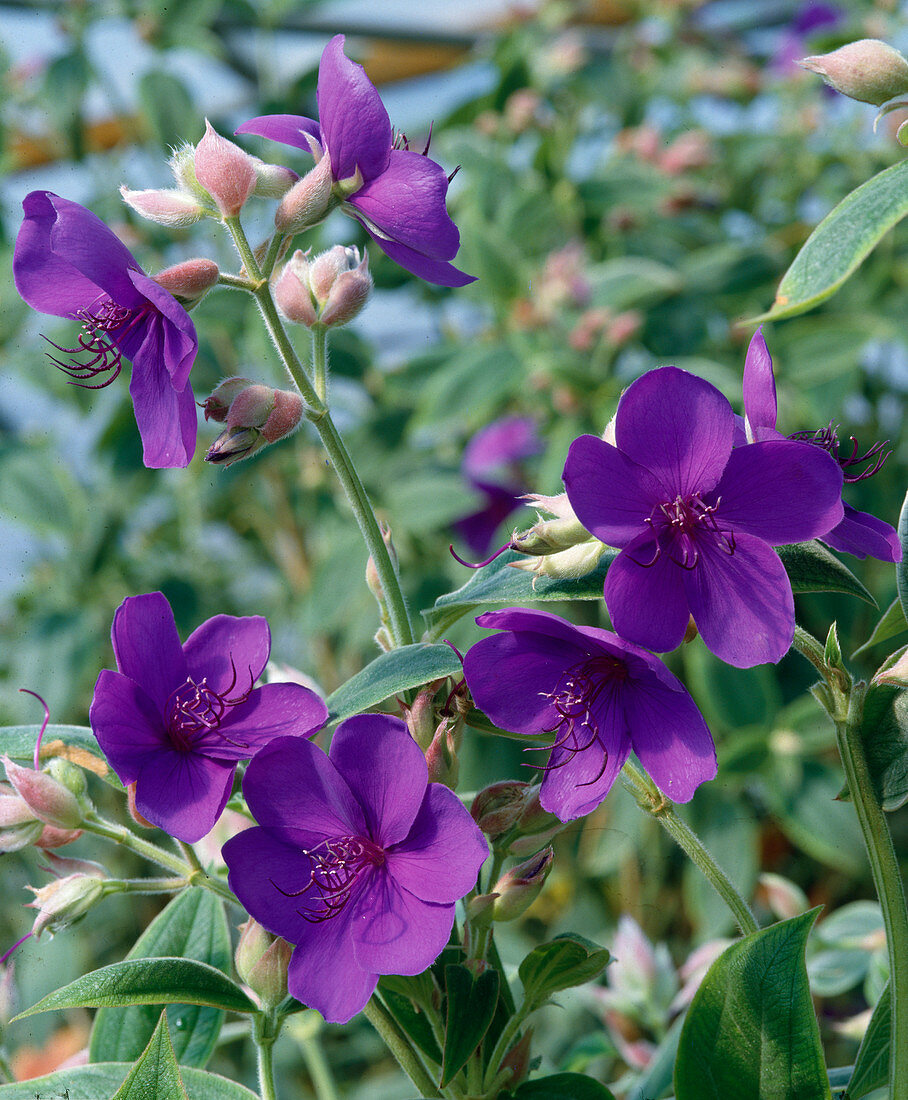 Tibouchina Urvilleana