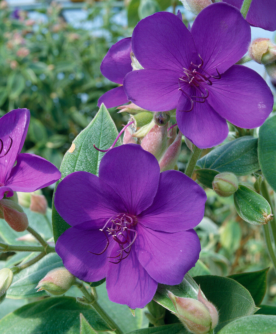 Tibouchina urvilleana