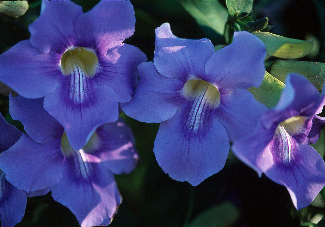 Thunbergia grandiflora