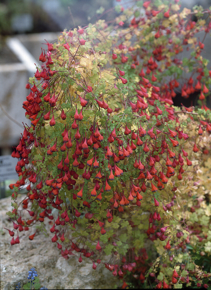 Tropaeolum tricolor