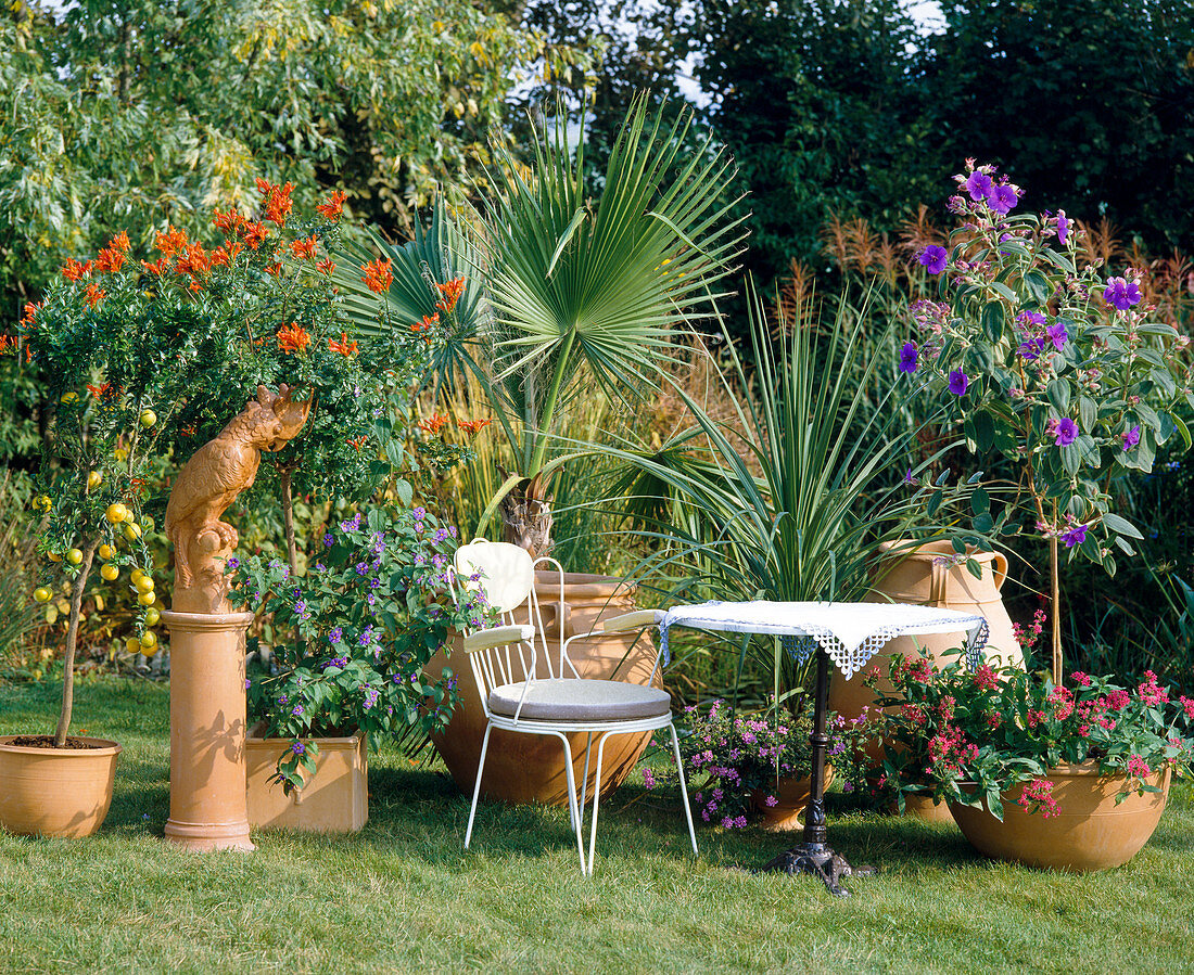 Pentas lanceolata, Tibouchina, Cordyline, Washingtonia