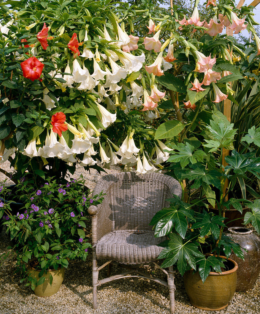 Hibiscus Rosa Sinensis, Datura suaveolens