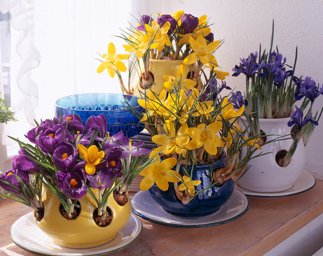 Crocus pots with Crocus vernus and Iris reticulata (Netziris)