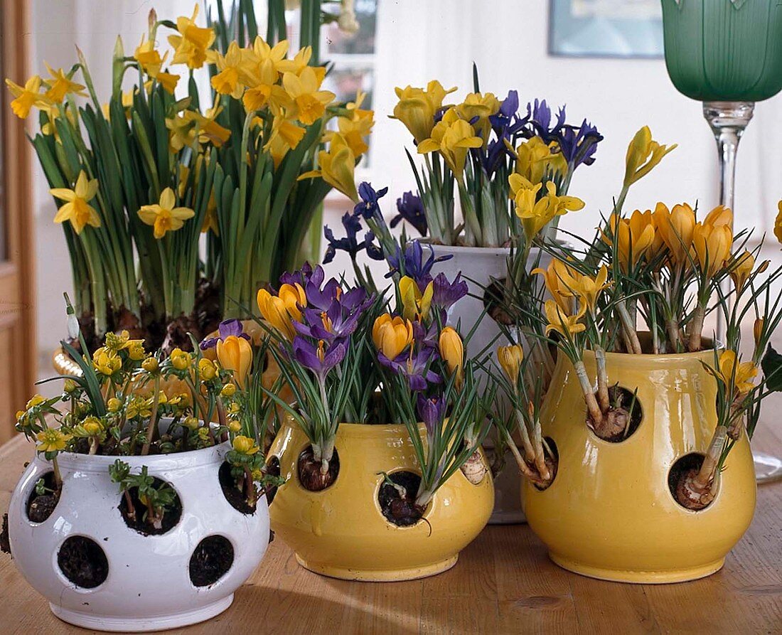 Spring onion flowers in crocus pots